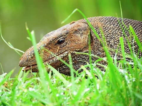Bengal Monitor close up Several of these were hanging out in the gardens around Sigiriya Rock Fortress in Sri Lanka. We were supposed to be touring the ruins but instead spent most of our time looking for interesting creatures in the gardens! Bengal monitor (Indian monitor),Fall,Geotagged,Sri Lanka,Varanus bengalensis
