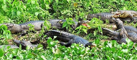 Yacare Caiman Party The day we drove the Transpantaneira highway, there were caimans everywhere. I thought a group photo would be a nice addition.  Brazil,Caiman yacare,Geotagged,Pantanal,Winter,Yacare caiman