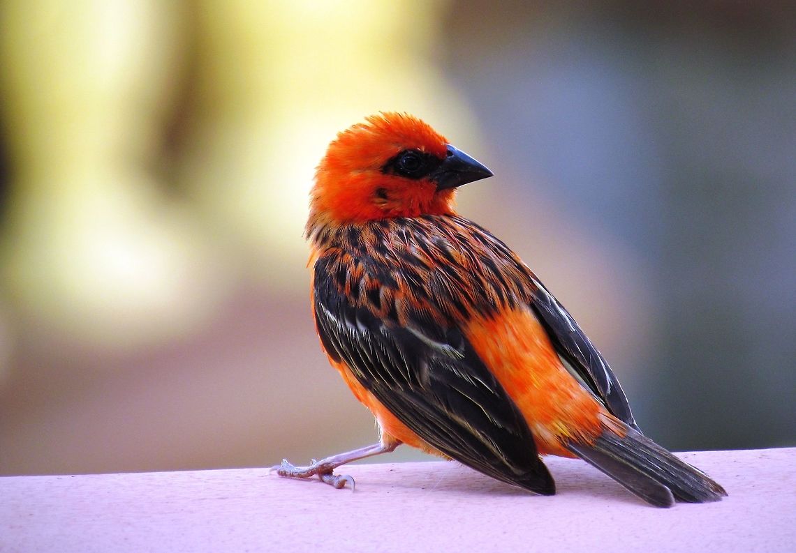 Red Fody in Seychelles These are the Seychellian equivqlent of House Sparrows - they are very common and fearless, but still, pretty cool colors, no? Foudia madagascariensis,Geotagged,Red fudy,Seychelles,Spring