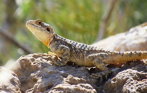 Stellagama stellio in Jordan We were staying at the Dana hotel on the edge of the Dana Biosphere Nature Reserve in Jordan. We saw it on the hike down into the valley. Dana Biosphere Reserve,Geotagged,Jordan,Spring,Stellagama,Stellagama stellio