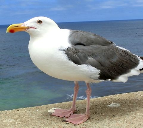 Western Gull A very common species on the coast of California where I grew up. California,Geotagged,Larus occidentalis,Summer,United States,Western gull