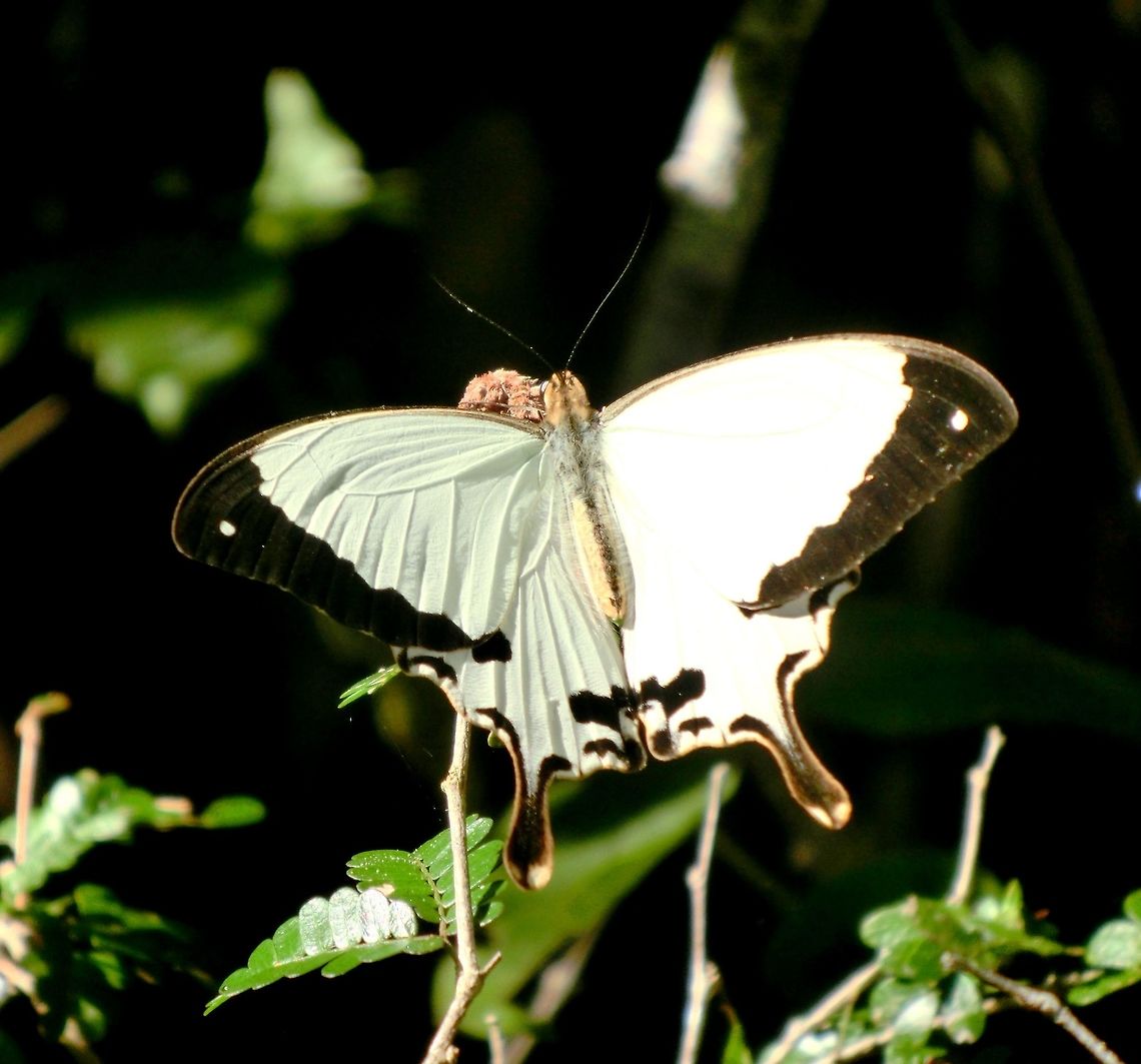 Mocker Swallowtail This is the meriones subspecies of Papilo dardanus found in Madagascar, seen in Zombitse NP. Geotagged,Madagascar,Mocker swallowtail,Papilio dardanus,Spring,Zombitse-Vohibasia National Park