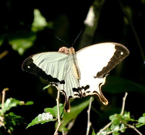 Mocker Swallowtail This is the meriones subspecies of Papilo dardanus found in Madagascar, seen in Zombitse NP. Geotagged,Madagascar,Mocker swallowtail,Papilio dardanus,Spring,Zombitse-Vohibasia National Park