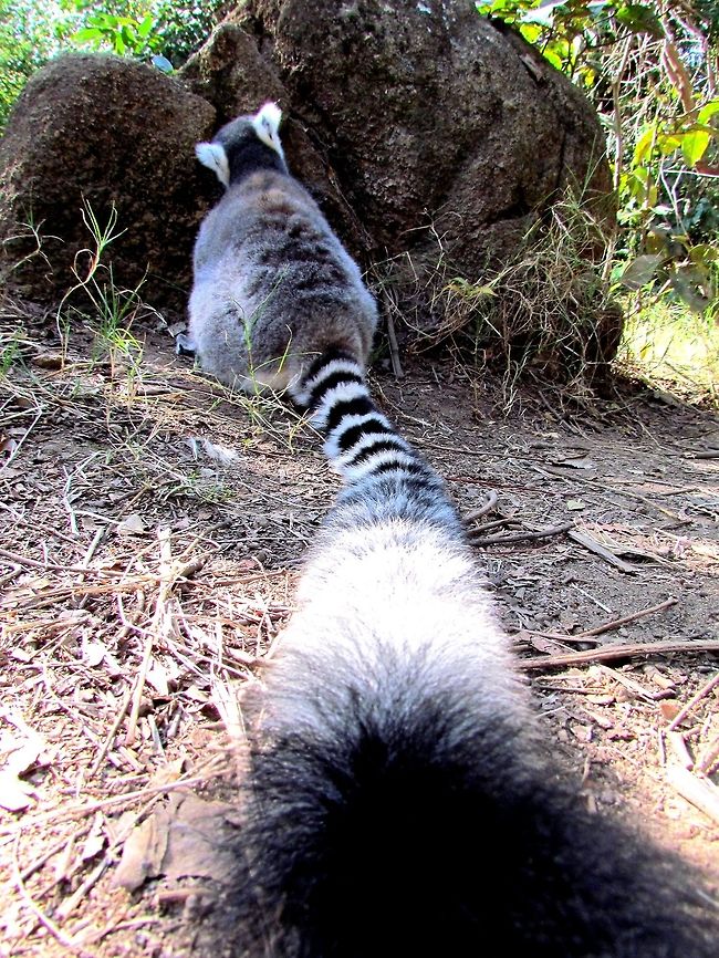 What a tail! I knew that you would have lots and lots of Ring-tailed Lemur pictures but I always liked this one as quite distinctive. Photographed at Anja Reserve where you can get really close to these lemurs. Fall,Geotagged,Lemur catta,Madagascar,Ring-tailed lemur