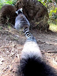 What a tail! I knew that you would have lots and lots of Ring-tailed Lemur pictures but I always liked this one as quite distinctive. Photographed at Anja Reserve where you can get really close to these lemurs. Fall,Geotagged,Lemur catta,Madagascar,Ring-tailed lemur
