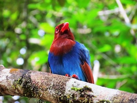 Sri Lanka Blue Magpie One of my 10 most wanted in Sri Lanka - I saw a few at Sinharaja NP Fall,Geotagged,Sinharaja,Sri Lanka,Sri Lanka blue magpie,Urocissa ornata