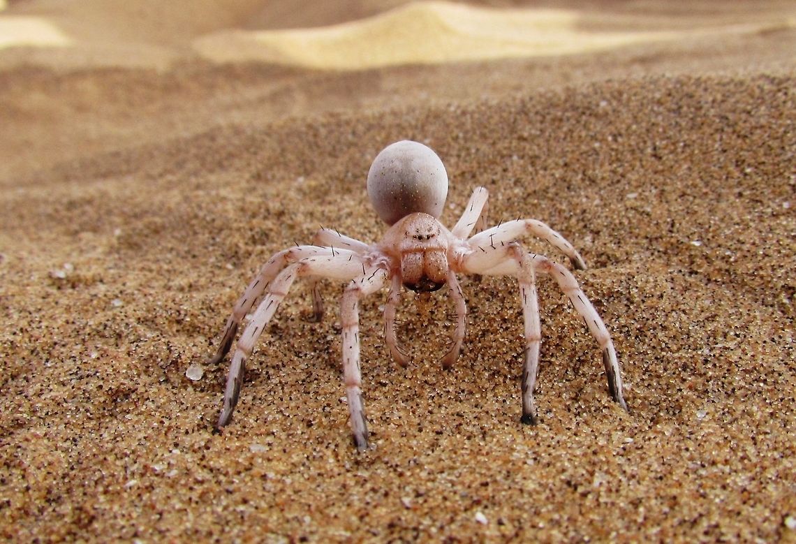 Cartwheeling Spider Another of the highlights of the &quot;Living Desert&quot; tour - how the guide finds these in the midst of what appear to be trackless sanddunes is nothing short of unbelievable. Carparachne aureoflava,Geotagged,Namibia,Spring,Wheel spider,namib desert