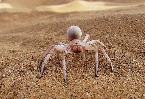 Cartwheeling Spider Another of the highlights of the "Living Desert" tour - how the guide finds these in the midst of what appear to be trackless sanddunes is nothing short of unbelievable. Carparachne aureoflava,Geotagged,Namibia,Spring,Wheel spider,namib desert