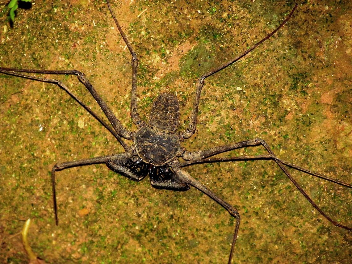 Tailess Whip Scorpion We saw this one on the famous &quot;Bug Lady Tour&quot; at the beautiful La Paloma Lodge, Drake&#039;s Bay, Costa Rica. Very bizarre and strange looking, but harmless and I held one in my hand. Costa Rica,Geotagged,Phrynus,Phrynus whitei,Spring,Tailess Whip Scorpion,drake's Bay,whip scorpion