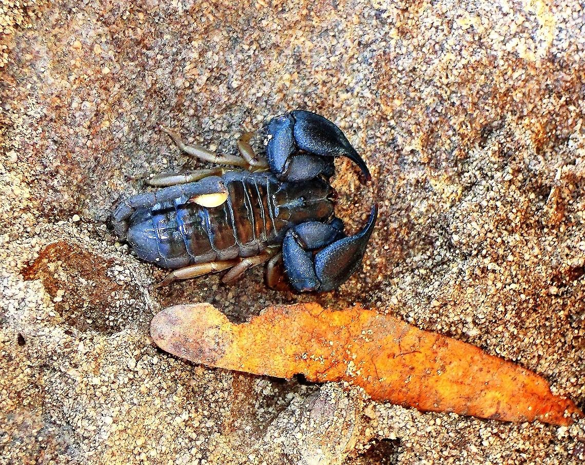 The Malagasy Black Scorpion or Opisthacanthus madagascariensis The great thing about Madagascar is that you can walk around almost anywhere and not worry about venomous snakes or insect much - this guy is the major exception, but even this one is hard to find unless you are actually looking for him. Geotagged,Madagascar,Opisthacanthus madagascariensis,Scorpion,Spring
