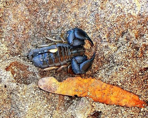 The Malagasy Black Scorpion or Opisthacanthus madagascariensis The great thing about Madagascar is that you can walk around almost anywhere and not worry about venomous snakes or insect much - this guy is the major exception, but even this one is hard to find unless you are actually looking for him. Geotagged,Madagascar,Opisthacanthus madagascariensis,Scorpion,Spring