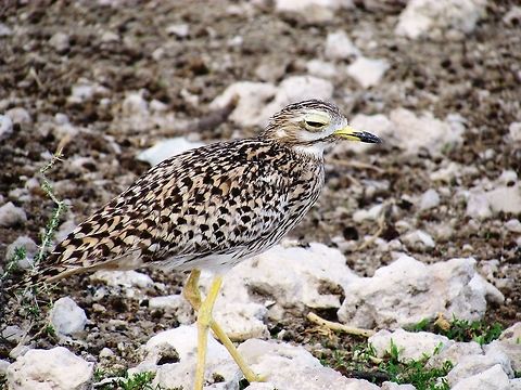 Spotted Thick-knee He almost seems to be too pleased with himself and his camouflage. Burhinus capensis,Geotagged,Namibia,Spotted Thick-knee,Spring,etosha