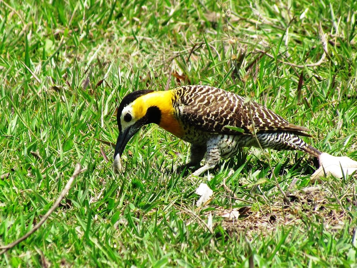 Campo Flicker in Pantanal These were friendly visitors to the gardens of our lodge. Brazil,Campo flicker,Colaptes campestris,Geotagged,Pantanal,Winter