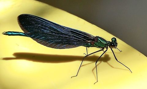 The Beautiful Demoiselle well deserves its name We saw these and got some cool photos on a canoe trip on the Schussen stream in southern Germany. They are beautiful! Beautiful demoiselle,Calopteryx virgo,Geotagged,Germany,Summer,schussen