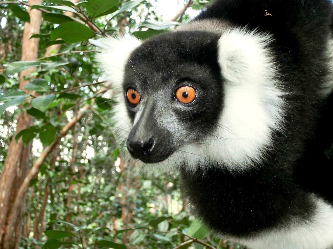 Black and white ruffed lemur Not particularly hard to find in Madagascar but a marvelous creature nevertheless. Black-and-white ruffed lemur,Geotagged,Madagascar,Spring,Varecia variegata