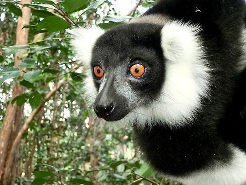 Black and white ruffed lemur Not particularly hard to find in Madagascar but a marvelous creature nevertheless. Black-and-white ruffed lemur,Geotagged,Madagascar,Spring,Varecia variegata
