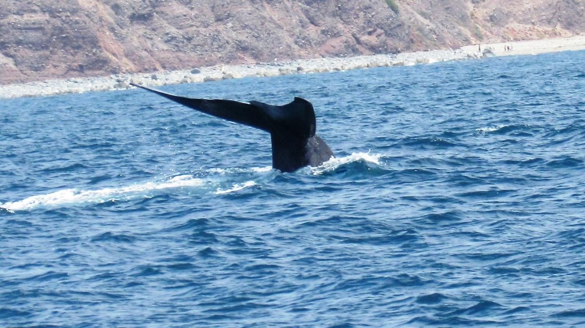 Blue Whale near Los Angeles Amidst all of the wildlife doom and gloom in the news, there are a few success stories and one of them undoubtedly is the return of Blue Whales off the coast of Los Angeles since about the 1990s. I mean, heh, it isn't everyday that you get the chance to easily see the largest living animal ever off the coast of a major US city (and they come amazingly close to shore - see the photo)! I had seen other whales on whale watching tours - but this one is in a class of its own. So if you find yourself in Southern California between June and October - treat yourself and take a 3-hr "Blue Whale" tour, it is truly a once-in-a-lifetime experience. Balaenoptera musculus,Blue whale,California,Geotagged,Los Angeles,United States,Winter