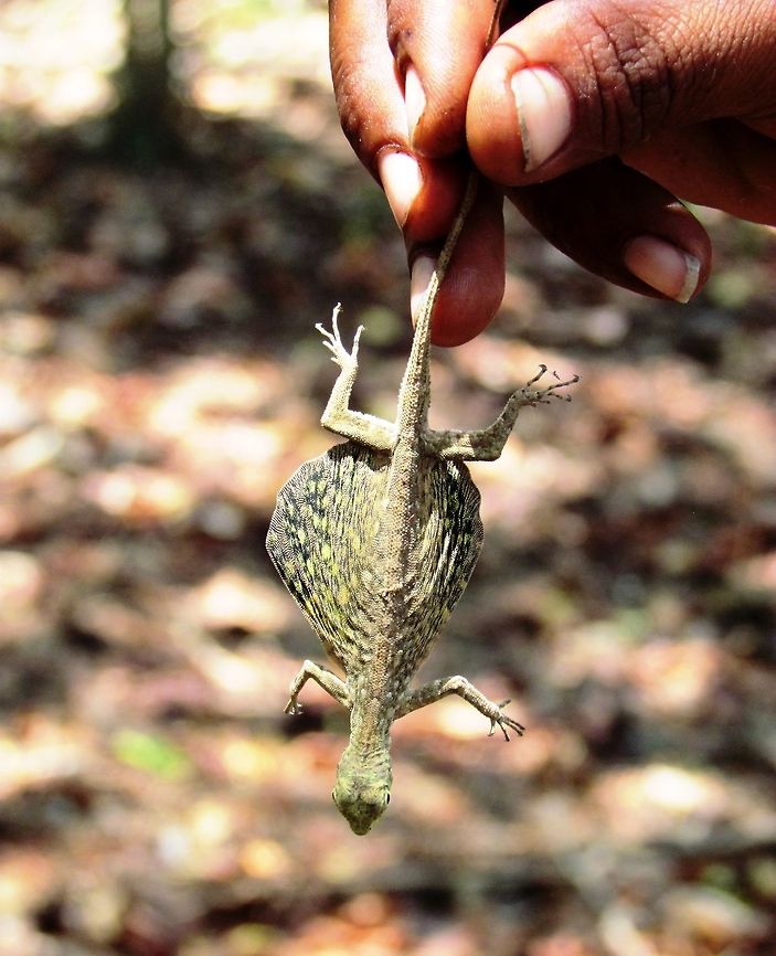 Common Gliding Lizard - with wings! I thought that we needed an image of the wings and so here is one the guide found for us on the island of Komodo (more famous for his bigger brothers!). Common gliding lizard,Draco sumatranus,Geotagged,Indonesia,Komodo,Spring