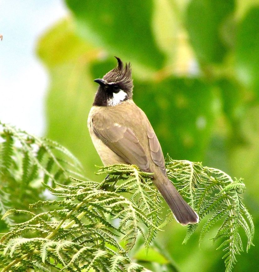 Himalayan Bulbul after going to the stylist These were common and plentiful at our trekking lodge in the Annapurna Conservation Area - Gurung Lodge. I had seen them before in India, at Rishikesh, where with their curled crests they had won me over as my favorite Bulbul.  Annapurna Conservation Area,Fall,Geotagged,Himalayan bulbul,Nepal,Pycnonotus leucogenys