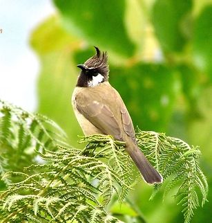 Himalayan Bulbul after going to the stylist These were common and plentiful at our trekking lodge in the Annapurna Conservation Area - Gurung Lodge. I had seen them before in India, at Rishikesh, where with their curled crests they had won me over as my favorite Bulbul.  Annapurna Conservation Area,Fall,Geotagged,Himalayan bulbul,Nepal,Pycnonotus leucogenys