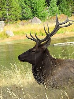 Wapiti in Yellowstone A marvelous animal - hard to believe that some people only see them as something to hunt. Cervus canadensis,Elk,Fall,Geotagged,United States,Yellowstone National Park