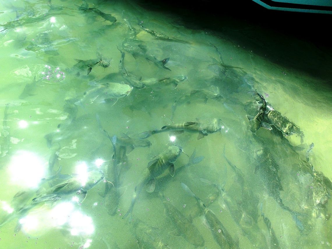 Hardhead Catfish welcome committee This is not a great photo, I know, but it is an odd and curious fish, and I wanted to share it with the JUngleDragon gang. I had never heard of it, but when we were in Holbox swimming with Whale Sharks (see my whale shark photo), the boats took us to a sheltered mangrove inlet where we had lunch (fish stew - ceviche). In no time flat, anyone standing in the water was surrounded by lots of large, grayish catfish. I just assumed that they were harmless and so didn't mind as many of the guests threw fish bits into the water to feed them and they all splashed around my bare legs in a feeding frenzy. Later however, when I identified them, I was rather horrified to learn that they carry a barbed spine that can easily penetrate tennis shoes and that is fairly poisonous. Luckily people are rarely hurt by this unless they pick up the fish as when catching them, so better leave them in the water where they belong. Ariopsis felis,Geotagged,Hardhead catfish,Mexico,Summer,Yucatan