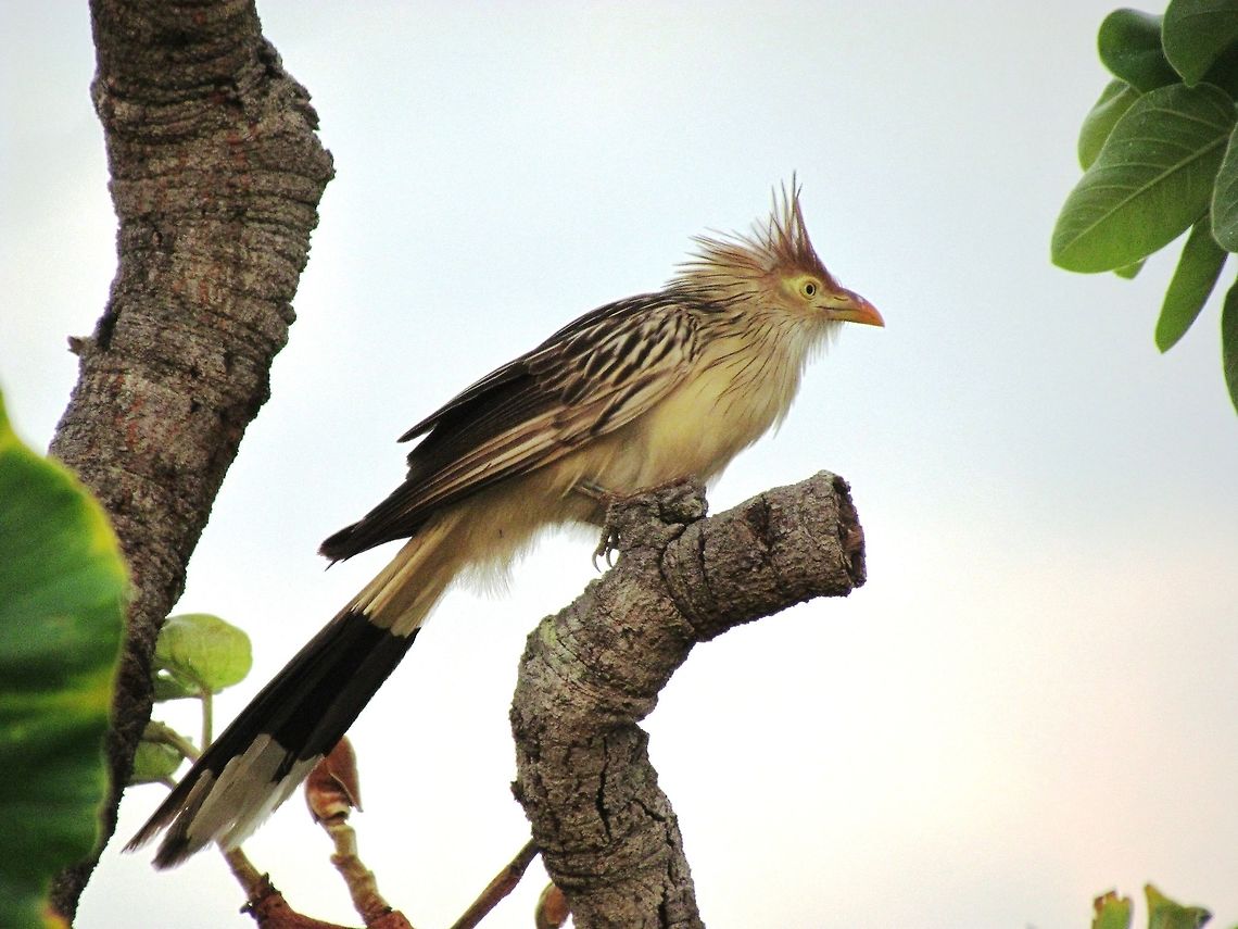 Guira Cuckoo A profile shot of this rather scruffy looking bird in the Mato Grosso. Brazil,Geotagged,Guira Cuckoo,Guira guira,Mato Grosso,Winter