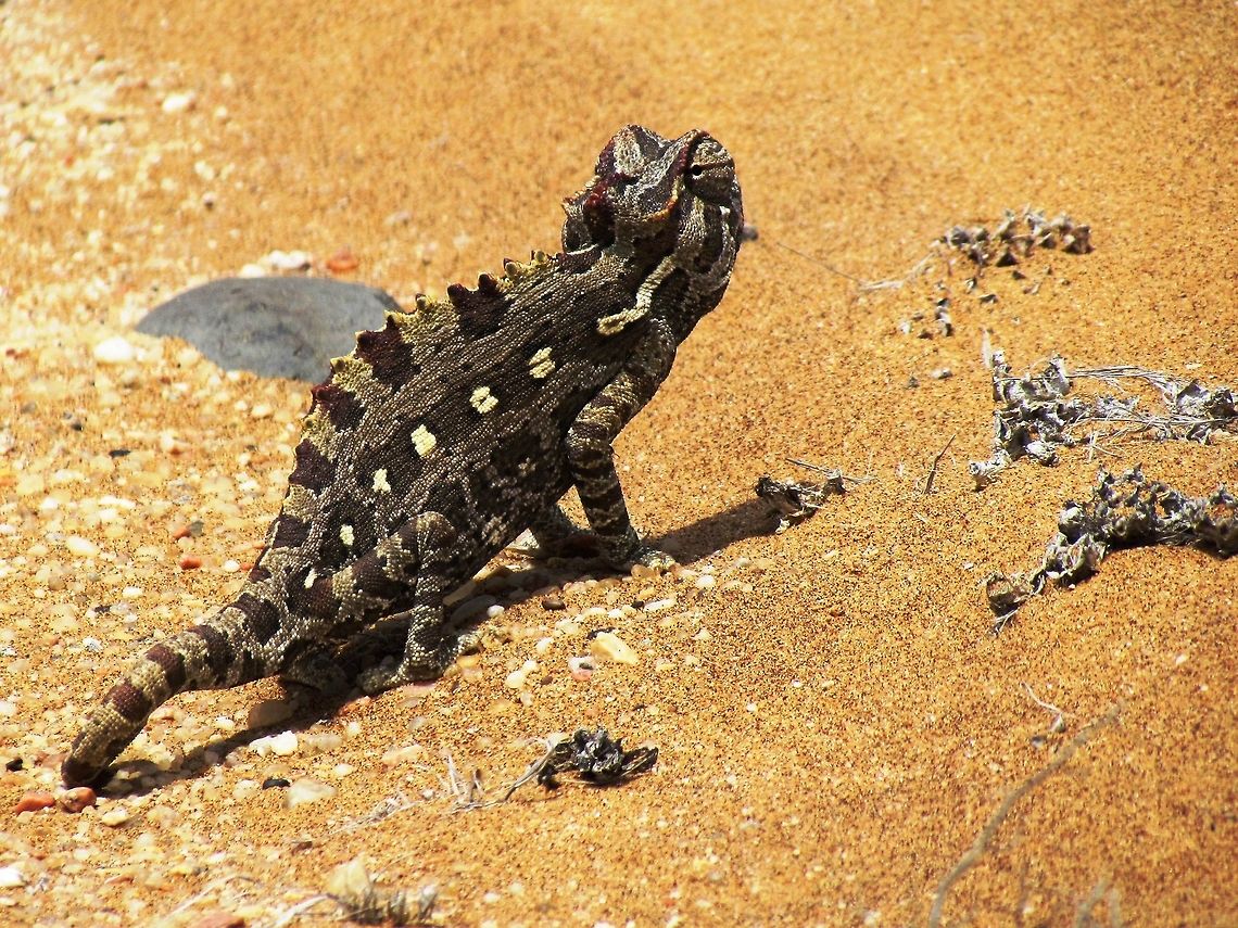 Namaqua Chameleon Lookin' Back This one was also photographed on the Living Desert tour - a must for nay nature fan! Chamaeleo namaquensis,Geotagged,Namaqua chameleon,Namibia,Spring,namib desert,namibia