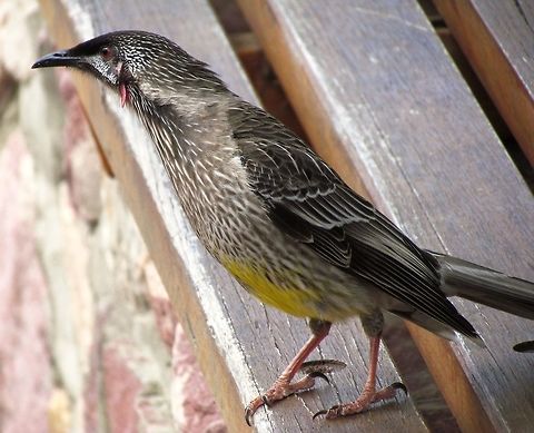 Red Wattlebird Seen in the Blue Mountains - Australia is great for birds, so many different groups unlike what we have in the northern hemisphere. Anthochaera carunculata,Australia,Blue mountains,Geotagged,Red Wattlebird,Spring