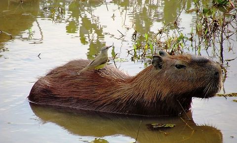 Capybara & friend We saw lots and lots of Capybara in the Pantanal (no Jaguars though - sigh) and sometimes with birds hitching a ride (I am pretty sure that the bird is a Cattle Tyrant (Machetornis rixosa). Brazil,Capybara,Cattle tyrant,Geotagged,Hydrochoerus hydrochaeris,Pantanal,Winter