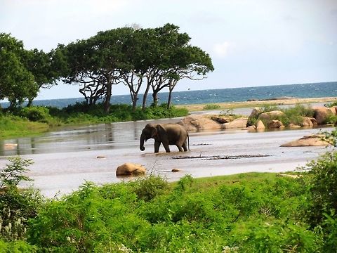 Serendip - Paradise on earth (Sri Lanka) This is a photo that seems as if we posed it. It always makes me think of a paradise, which in fact it is being of Yala National Park in Sri Lanka.  Asian elephant,Elephas maximus,Fall,Geotagged,Sri Lanka,Sri Lankan elephant,Yala,Yala National Park