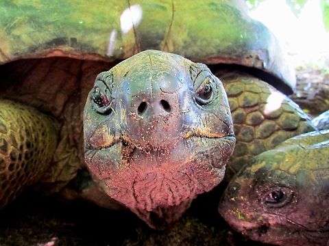 Aldabra Giant Tortoise Close-up In honor of my new karma class on JungleDragon! We saw these on La Curieuse island as part of the 3-island tour where they have been reintroduced after having been wiped out by the Europeans. They are very tame and friendly and enjoy (or at least don't protest) having their pictures taken. Aldabra giant tortoise,Aldabrachelys gigantea,Curieuse Island,Geotagged,Seychelles,Spring
