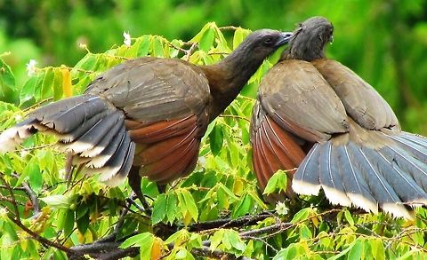 Gray-headed Chacalaca pair Not sure if that kiss was stolen or not. At any rate, we stayed at the La Cusinga lodge in Costa Rica where they had what we christened "The Terrace of Dreams". It was a large terrace built at tree canopy level in the rainforest with a view of the Pacific Ocean and it was heaven. You could relax there all day in a comfortable chair with a cold drink and watch the upper canopy wildlife (birds, monkeys, reptiles) in style - much better than a rainforest canopy "walkway". These were fairly common and fun to watch. Costa Rica,Geotagged,Grey-headed chachalaca,La Cusinga,Ortalis cinereiceps,Spring
