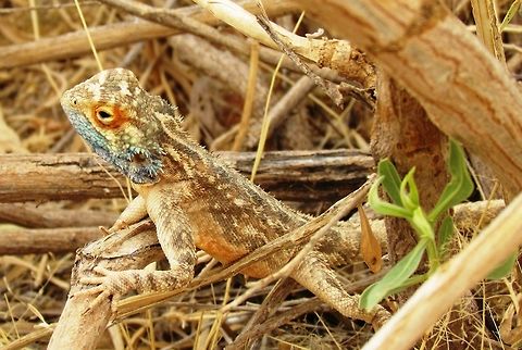 Southern Rock Agama Fairly common and relatively unafraid of humans - they are fun to watch in Safari loage gardens. Agama atra,Geotagged,Namibia,Southern rock agama,Spring,namibia