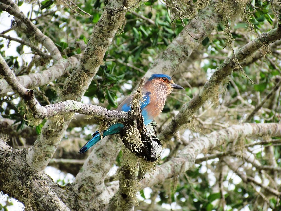 Indian Roller in Yala Rollers are ucommon in Europe but are easy to see in Sri Lanka. Coracias benghalensis,Fall,Geotagged,Indian Roller,Sri Lanka,Yala National Park
