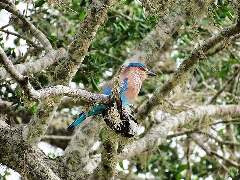 Indian Roller in Yala Rollers are ucommon in Europe but are easy to see in Sri Lanka. Coracias benghalensis,Fall,Geotagged,Indian Roller,Sri Lanka,Yala National Park
