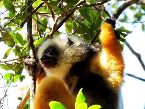 Diademed Sifaka with a luxurious coat These were not hard to see on our jungle hike in Andasibe - but with their beautiful mix of colors they were certainly one of my favorites. Andasibe NP,Diademed sifaka,Fall,Geotagged,Madagascar,Propithecus diadema