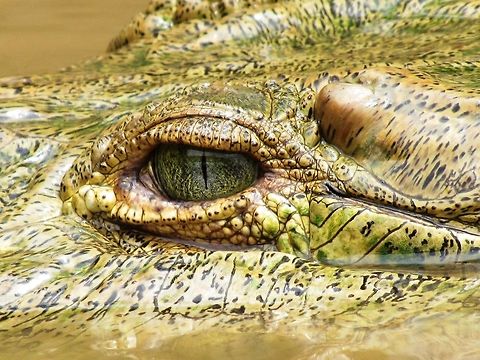 Objects in the lens may be closer than they appear - American Crocodile We saw lots of these on the aptly named Crocodile River tour in Cost Rica. A bit sensationalist with croc feedings and too many tourists, but the opportunity to safely (in a boat) get so close to these amazing creatures made it definitely worthwhile. American Crocodile,Costa Rica,Crocodylus acutus,Geotagged,Spring