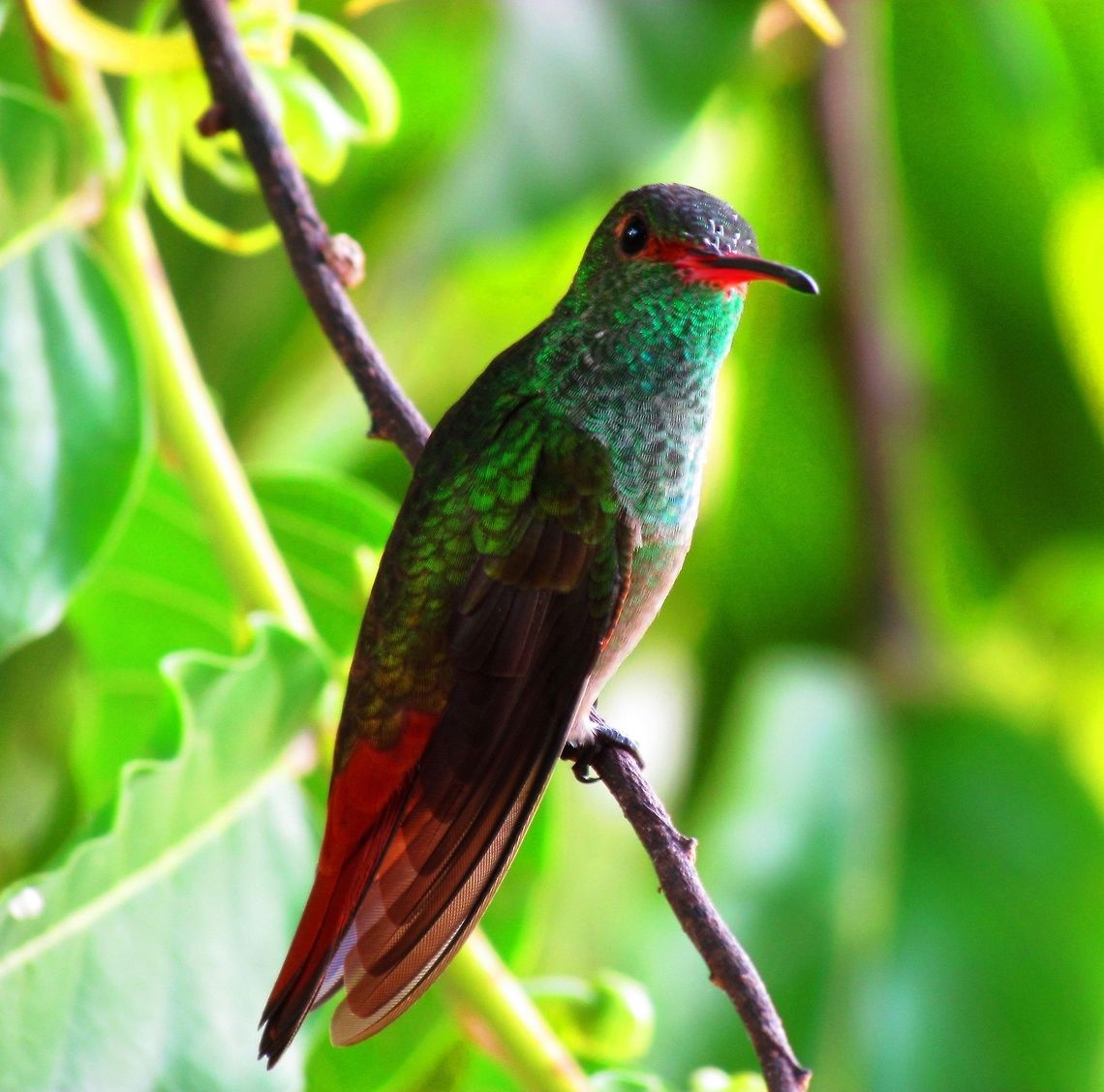 Blue Throated Goldentail - featuring a bright pink bill Hummingbirds are very difficult to identify, especially if you see them in the forest away from the hummingbird feeder! However, these came to visit the wonderful canopy terrace at La Cusinga jungle lodge and with that amazing pink bill, the identification was fairly straightforward. Blue-throated sapphire,Cost Rica,Costa Rica,Geotagged,Hylocharis eliciae,Spring,la cusinga