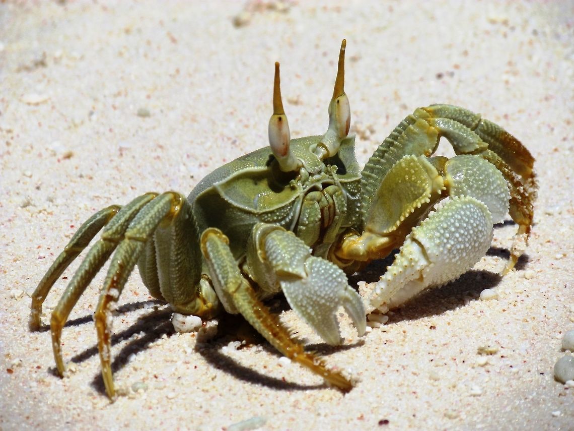 Horned Ghost Crab I added this when I found that the only other entry you have was not Geotagged because the person couldn't find the Seychelles. They are very science-fictiony though and very cool Cousin island,Geotagged,Horned ghost crab,Ocypode ceratophthalma,Seychelles,Spring