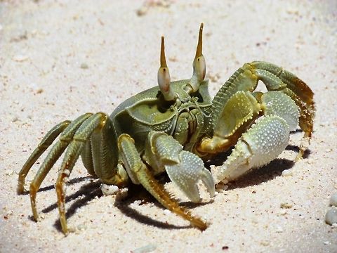 Horned Ghost Crab I added this when I found that the only other entry you have was not Geotagged because the person couldn't find the Seychelles. They are very science-fictiony though and very cool Cousin island,Geotagged,Horned ghost crab,Ocypode ceratophthalma,Seychelles,Spring