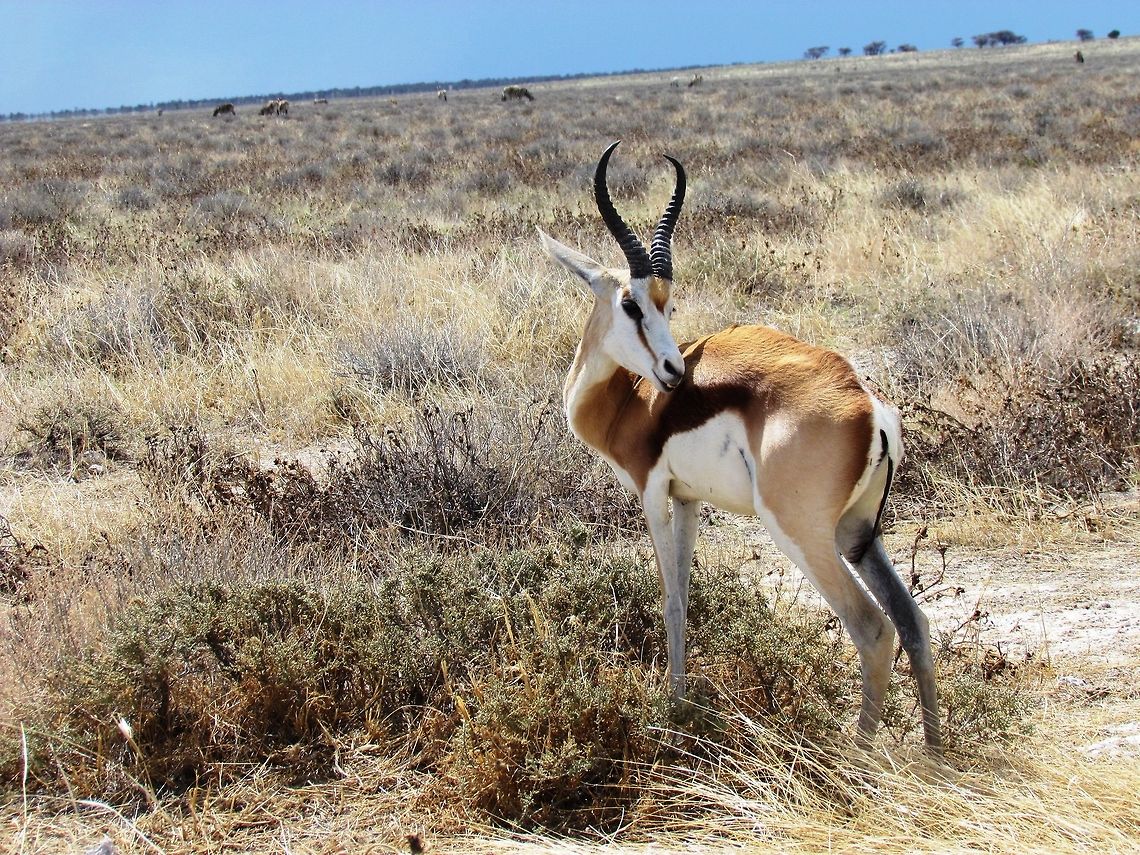 Springbok in Etosha Not particularly exotic or rare, but this picture captures the essence of Etosha NP for me. Antidorcas marsupialis,Geotagged,Namibia,Spring,Springbok,etosha,namibia