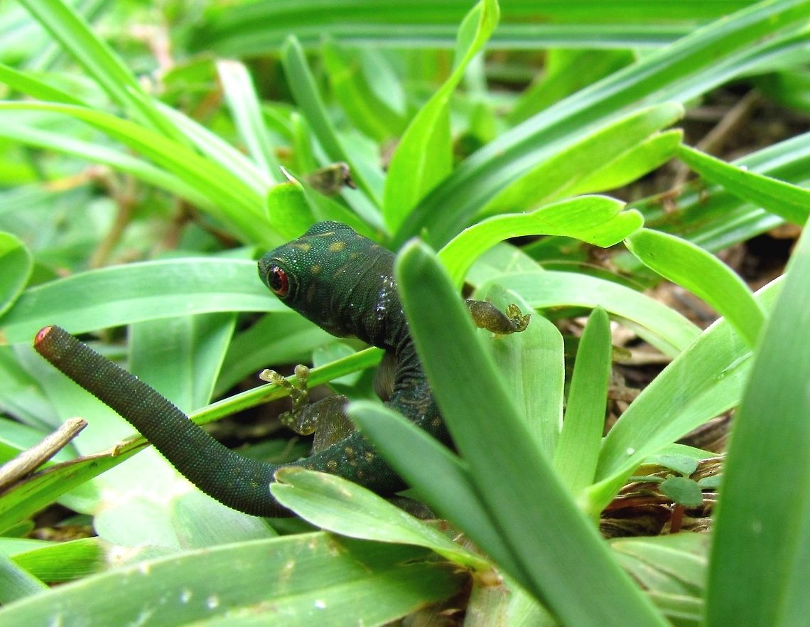 Seychelles Day Gecko shed his tail These were very common in the garden and around the pool at our hotel. I chose this image because of the tail shedding it illustrates, but was pleasantly surprised that I could also add it to the JungleDragon species list. One reads that many lizards can shed their tail to escape predators or when stressed and this one lost his tip while we watched and photographed him. I am not really sure why, since we never touched him or even came close, but it had a full tail when we first saw him and then, a few seconds later, there was just a stump, as you can see in the photo. We searched the grass but could not find the tip. Several gecko internet sites mention that you can tell if "your" pet gecko has done that as there will be almost no blood at the tip - which is what you can see. A fascinating evolutionary defense mechanism.  Geotagged,Phelsuma astriata,Praslin Island,Seychelles,Spring