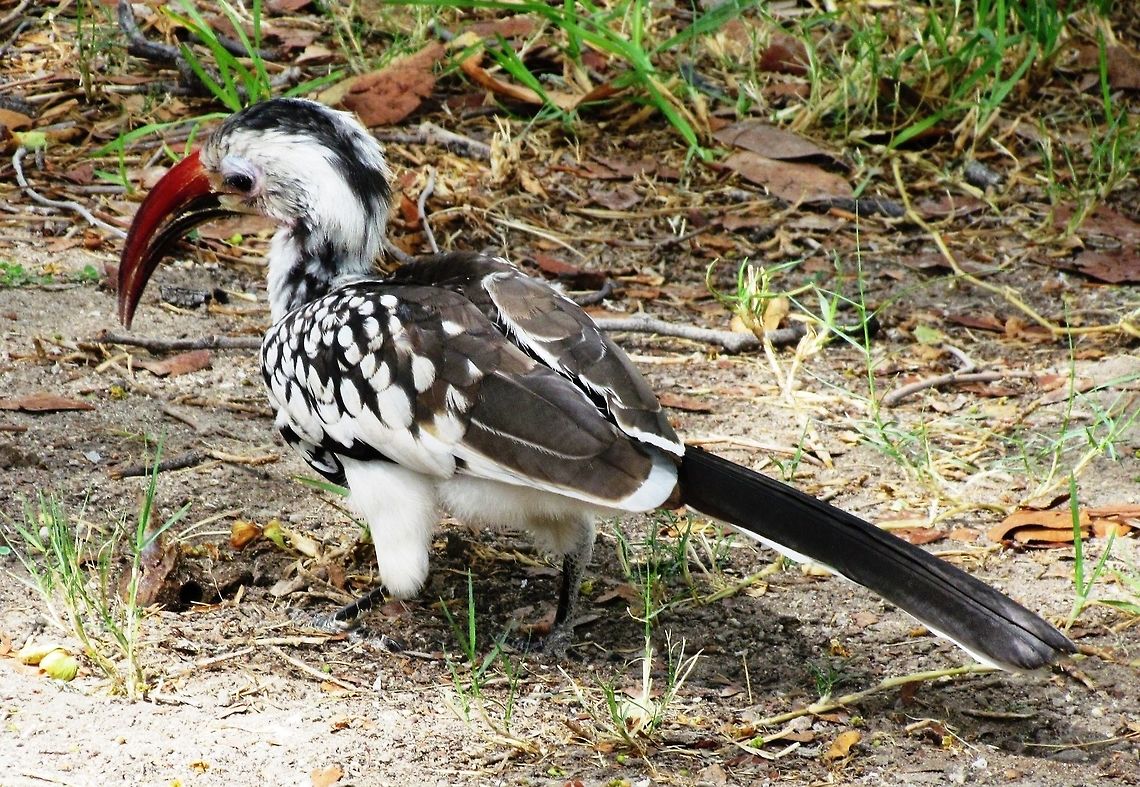 Damara Hornbill We saw seversl of these at the Aabadi Mountain camp in Northwest Namibia. They have recently been split off from four other red-billed hornbills to create 5 separate species - happy days for list keeping birdwatchers! Aabadi Mt Camp,Damara red-billed hornbill,Geotagged,Namibia,Spring,Tockus damarensis,namibia
