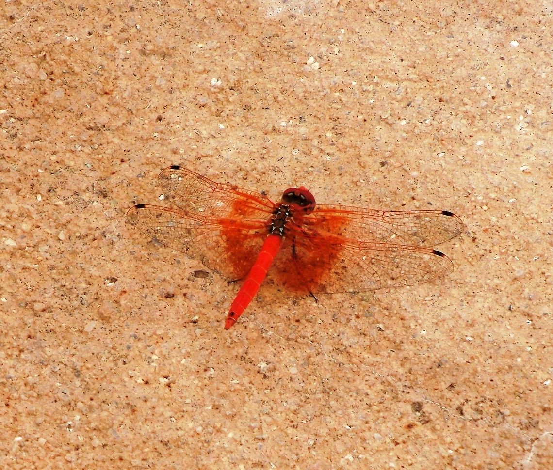 Orange-winged Dropwing - well named These love an outdoor pool at a safari lodge in the deserts of Namibia where we were. Water splashing out onto the side provide a neede source of water and they are frequent visitors. They absolutely shine with that bright neon orange. Geotagged,Namibia,Solitaire,Spring,Trithemis kirbyi,namibia