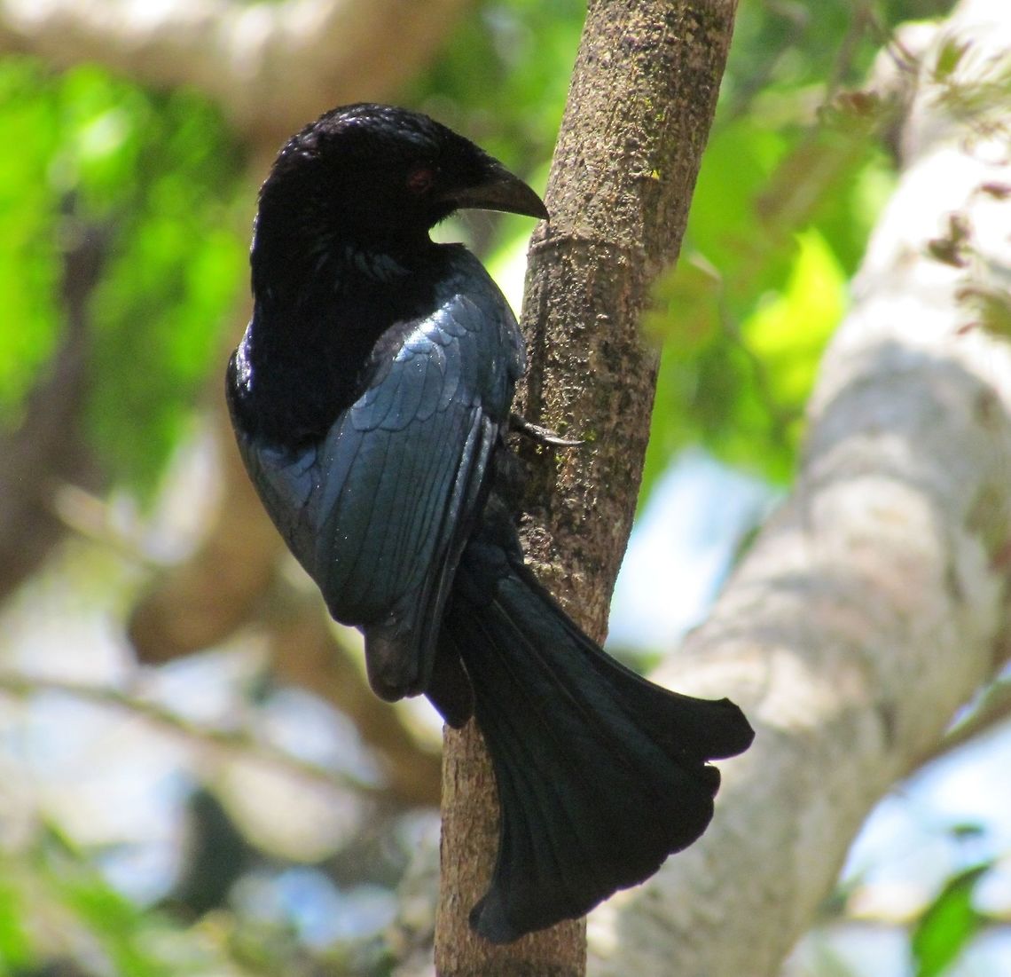 Wallacean Drongo Drongos are fairly common all over tropical Asia and Africa, but this one is special to me because it is named after the biologist who came up with the theory of evolution at the same time as Darwin but is today largely forgotten (Alfred Russel Wallace). This is the Bima subspecies that we saw on the island of Rinca (other main home of Komodo Dragons) and was actually first described by Wallace himself! Dicrurus densus,Geotagged,Indonesia,Rinca,Spring,wallacean drongo