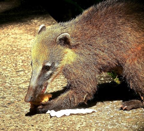 Ring-tail Coati - robbing the tourists at Iguacu National Park These were common at Igaucu and would take you snacks or lunch if you weren't careful. Argentina,Brazil,Geotagged,Iguazu falls,Nasua nasua,South American Coati,Summer