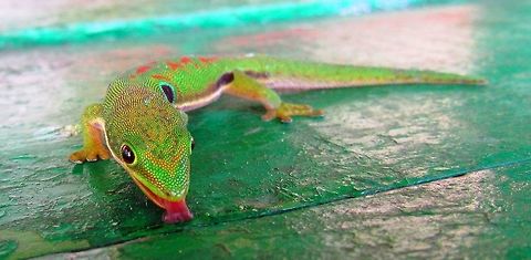 Peacock Day Gecko sampling the picnic table WE climbed to the top of some mountain in Ranomafana NP and collapsed in a small observation hut there. We were soon joined by this lovely little gecko who, not having water bottles like us, obviously appreciated the rain water that had accumulated on the picnic table. We appreciated its beautiful coloration and amusing antics - geckos are always fun to watch! Fall,Geotagged,Madagascar,Peacock Day Gecko,Phelsuma quadriocellata,Ranomafana National Park
