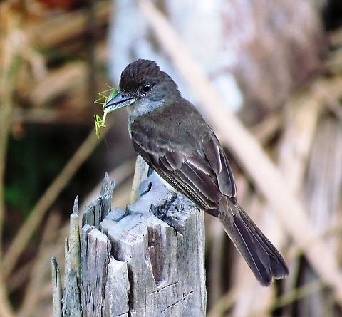 Short-crested Flycatcher was the "house" bird at Tariri Lodge in the Amazon Birds of the Tyrannidae family are REALLY challenging to identify - especially in the jungle, where one rarely gets more than a glimpse through dense foliage with the sweat and bug spray mixing on your forhead and running down into your eyes! This one however, was the lodge "house" bird and was laways hanging around on our balcony checking out what we were doing (usually waiting for the mid-day heat to dissipate!). Anyway, I was able to study it at close range and feel as confident as one can with these birds about the identification. If anyone feels differently though - please!  Amazon,Brazil,Geotagged,Myiarchus ferox,Short-crested flycatcher,Tariri Lodge,Winter
