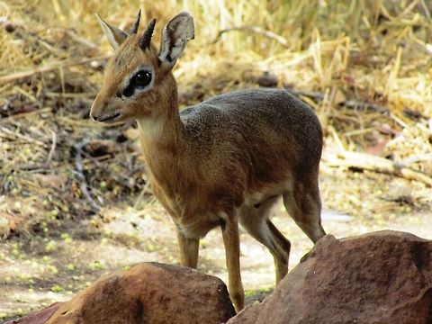 Kirk's Dikdik - Damara subspecies It is hard to believe that such a small and apparently delicate animal like this can survive in a region teeming with lions, leopards, cheetahs and loads of other predators - but there you have it. Beautiful little animals. Geotagged,Kirks dik-dik,Madoqua kirkii,Namibia,Spring,Waterberg,namibia